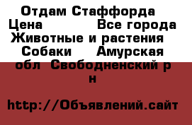 Отдам Стаффорда › Цена ­ 2 000 - Все города Животные и растения » Собаки   . Амурская обл.,Свободненский р-н